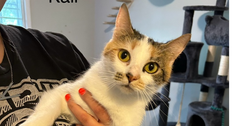 adoptable Cat in Mooresville, NC named Kali