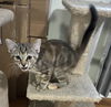 adoptable Cat in Mooresville, NC named Cherish