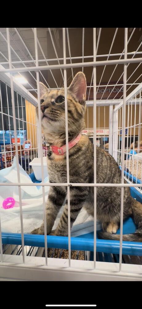 adoptable Cat in Mooresville, NC named Heidi