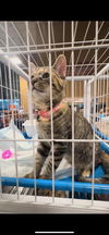 adoptable Cat in Mooresville, NC named Heidi