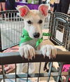 adoptable Dog in Mooresville, NC named Pearl