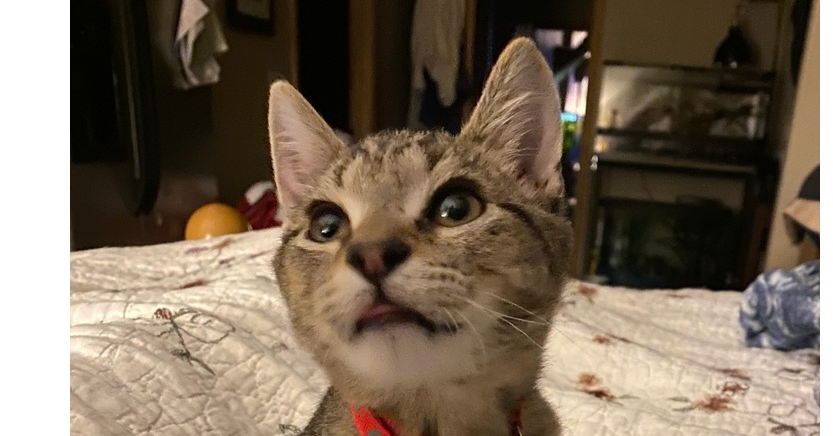 adoptable Cat in Mooresville, NC named Lefty