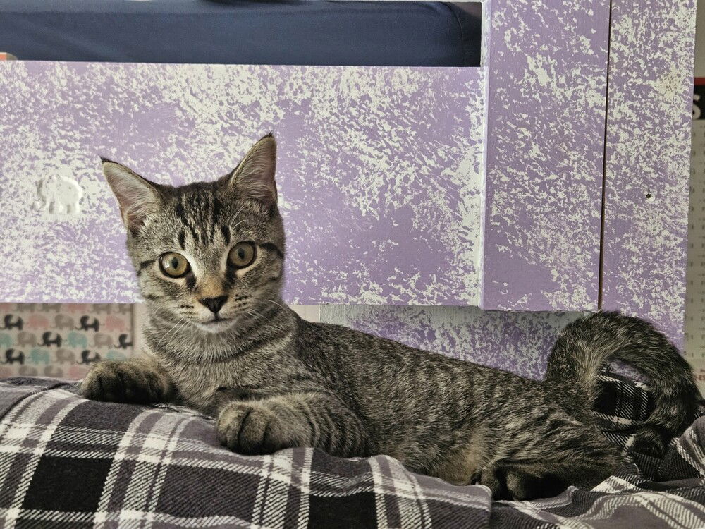 adoptable Cat in Mooresville, NC named Nova