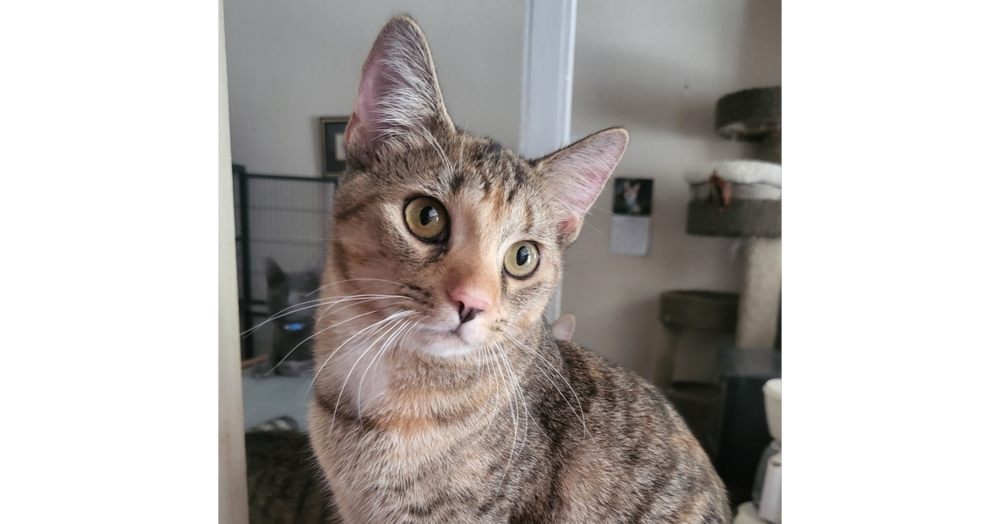 adoptable Cat in Mooresville, NC named Twinkle