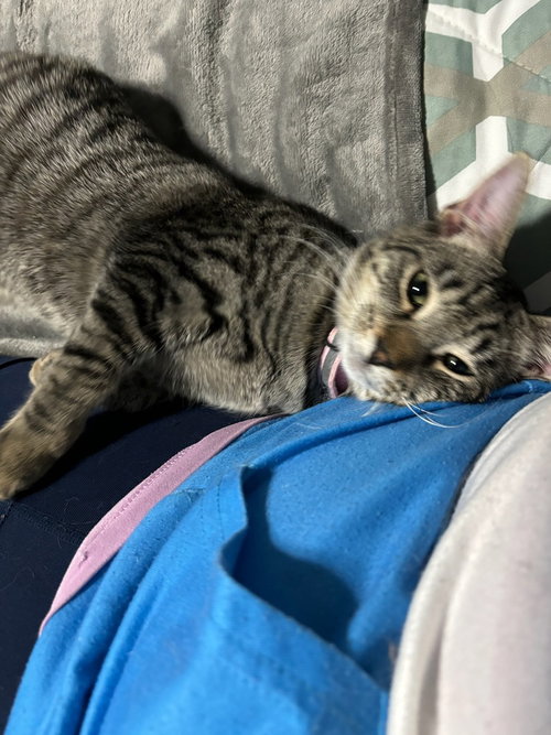 JILL - Domestic Short Hair available for adoption