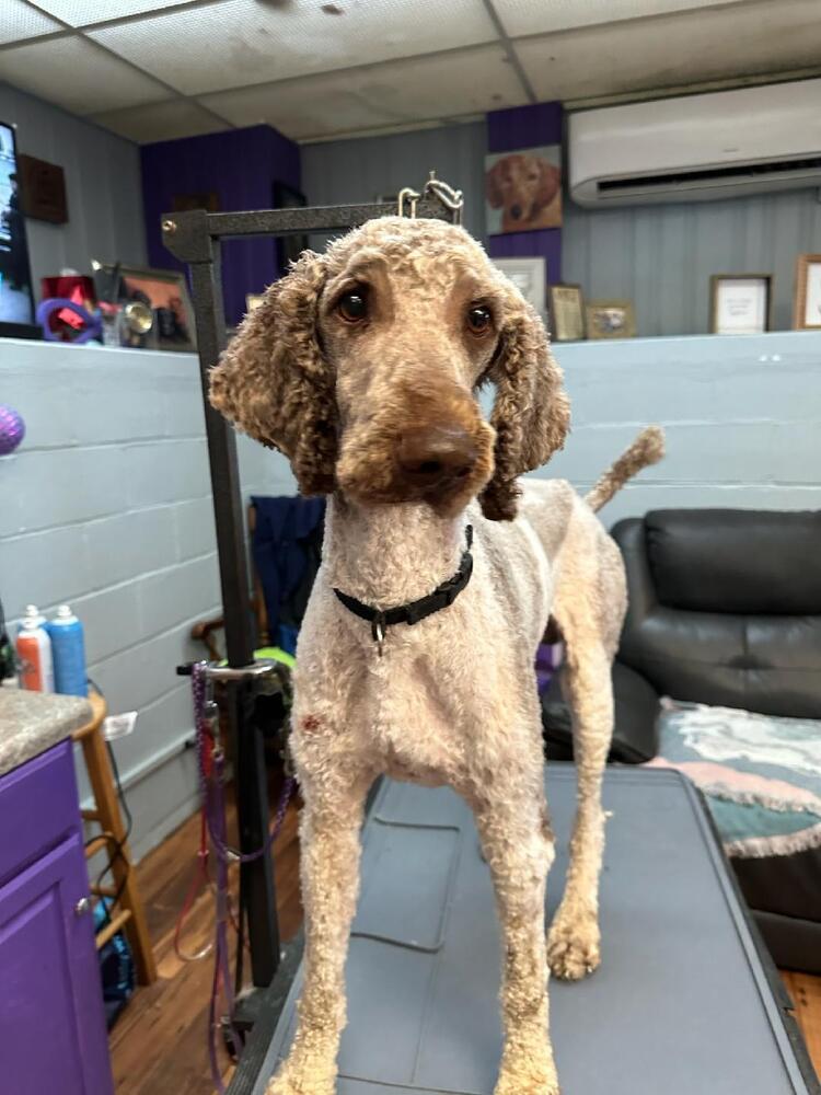 adoptable Dog in Mooresville, NC named Professor