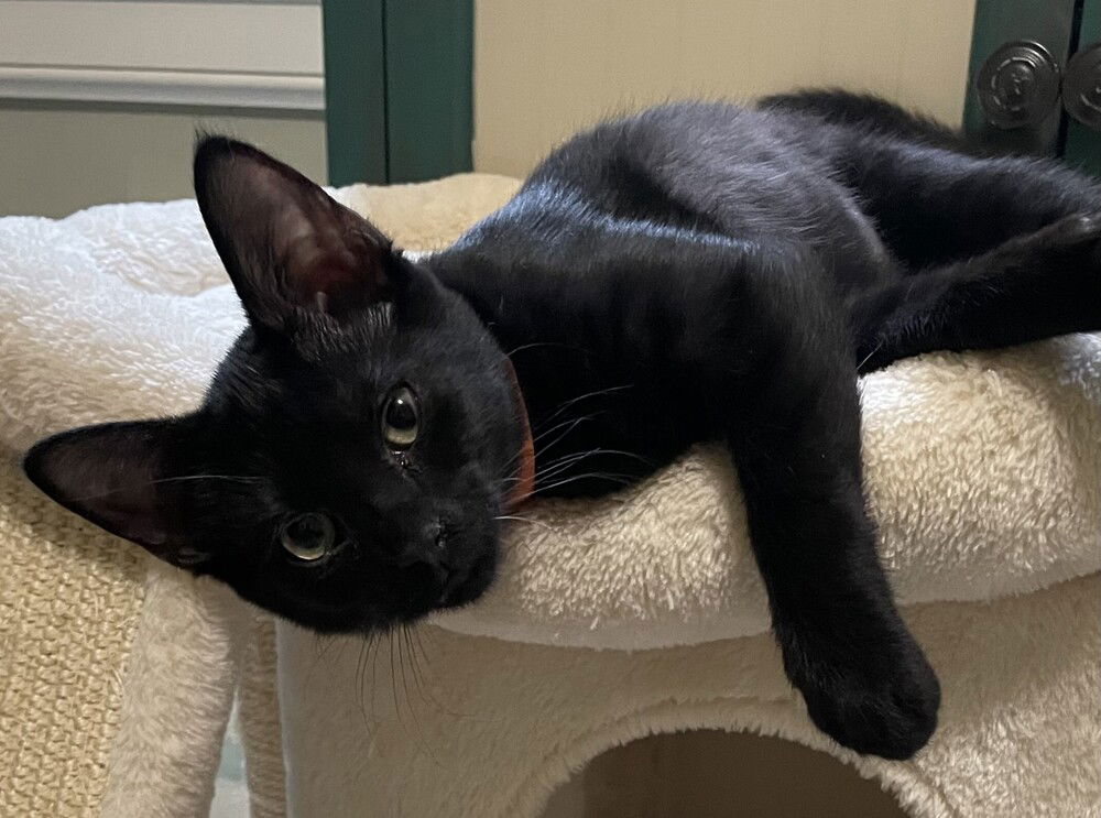 adoptable Cat in Mooresville, NC named Fergie