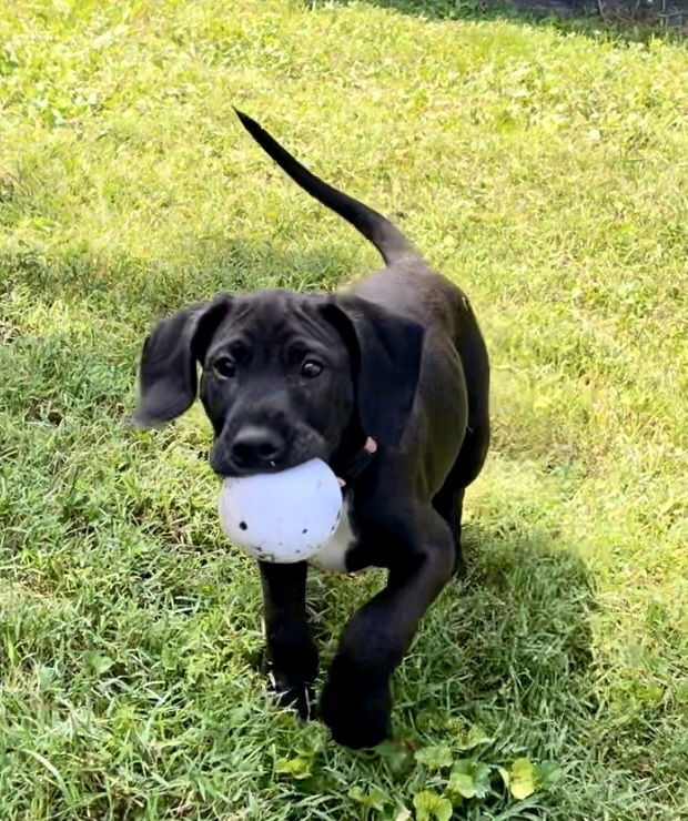 adoptable Dog in Mooresville, NC named Audi