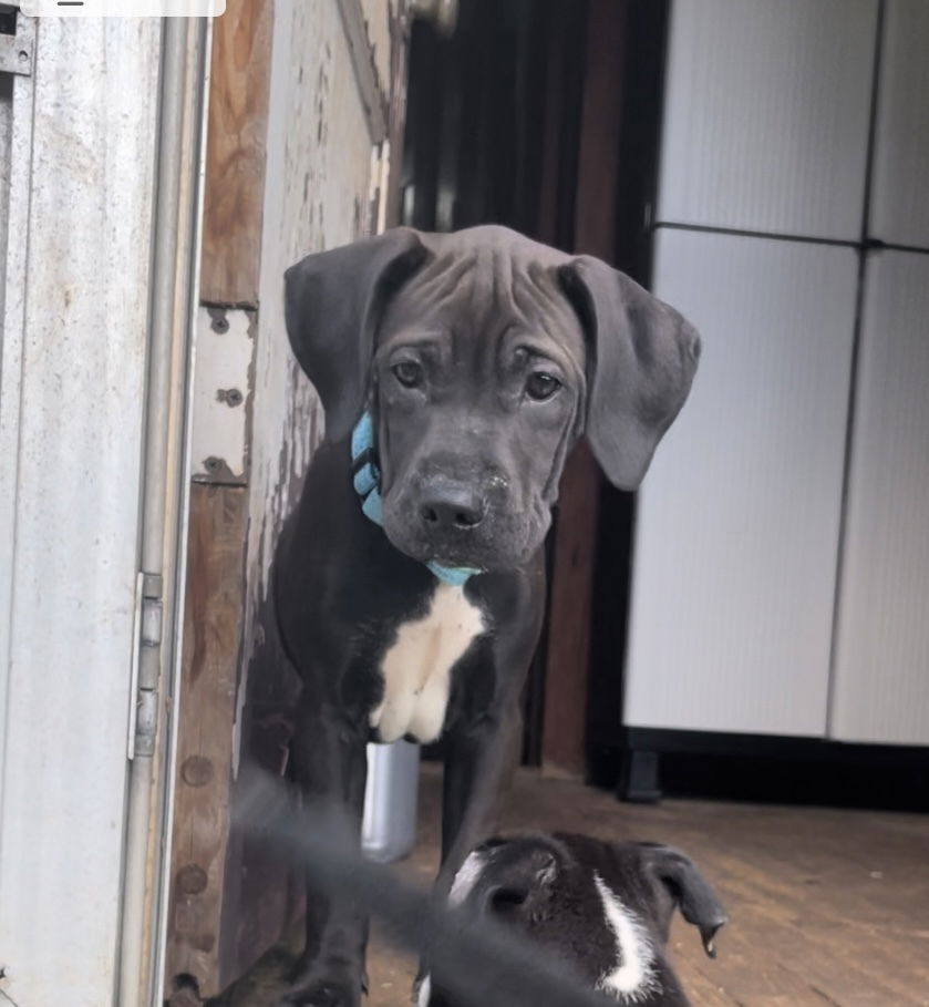 adoptable Dog in Mooresville, NC named Ferrari