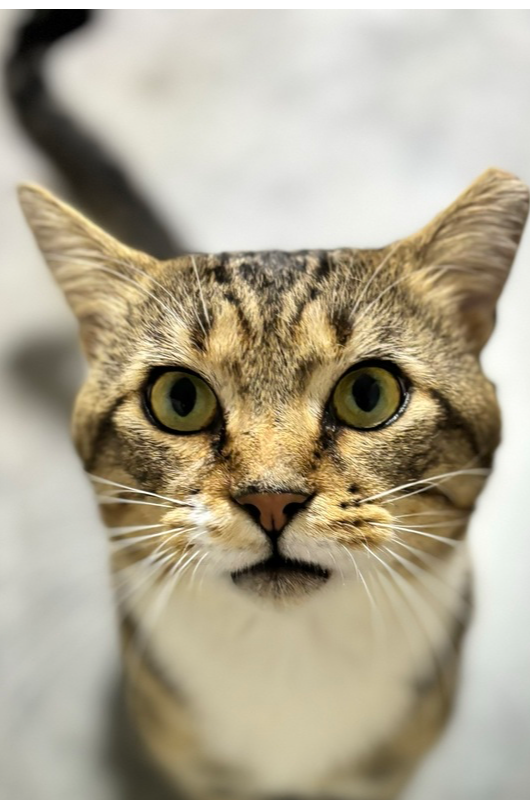 adoptable Cat in Mooresville, NC named Harry