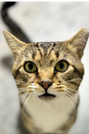 adoptable Cat in Mooresville, NC named Harry