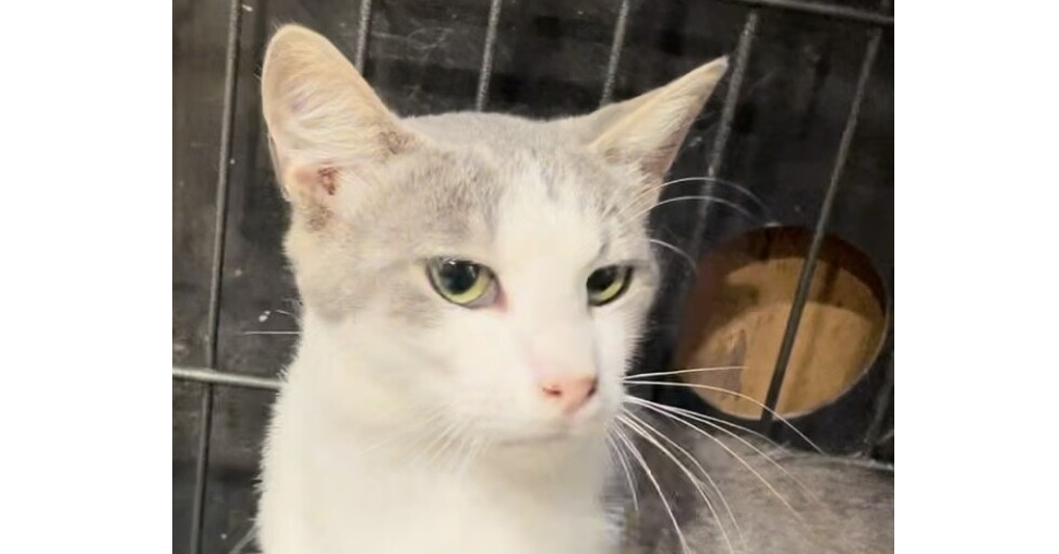 adoptable Cat in Mooresville, NC named Tinsley