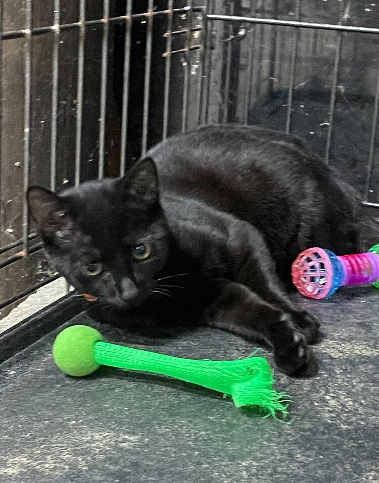 adoptable Cat in Mooresville, NC named Onyx