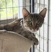 adoptable Cat in Mooresville, NC named Carin