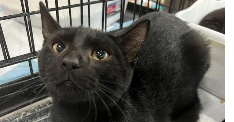 adoptable Cat in Mooresville, NC named Concord