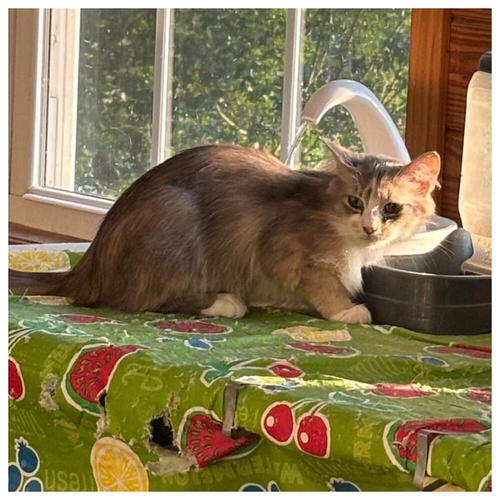 adoptable Cat in Mooresville, NC named Giselle