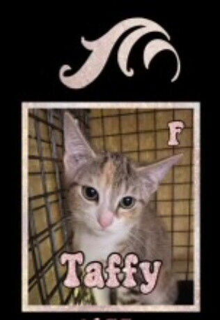 adoptable Cat in Mooresville, NC named Taffy