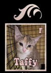 adoptable Cat in , NC named Taffy