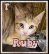 adoptable Cat in , NC named Ruby