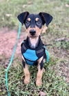 adoptable Dog in , NC named Robin