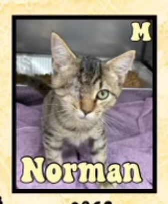 adoptable Cat in Mooresville, NC named Norman