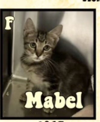 adoptable Cat in Mooresville, NC named Mabel