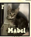 adoptable Cat in , NC named Mabel