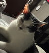 adoptable Cat in mooresville, NC named Moo