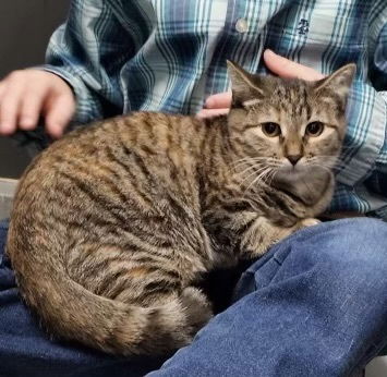 picture of the cat needing adoption