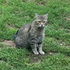 adoptable Cat in mooresville, NC named Amelia