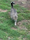 Amelia - Photo 2