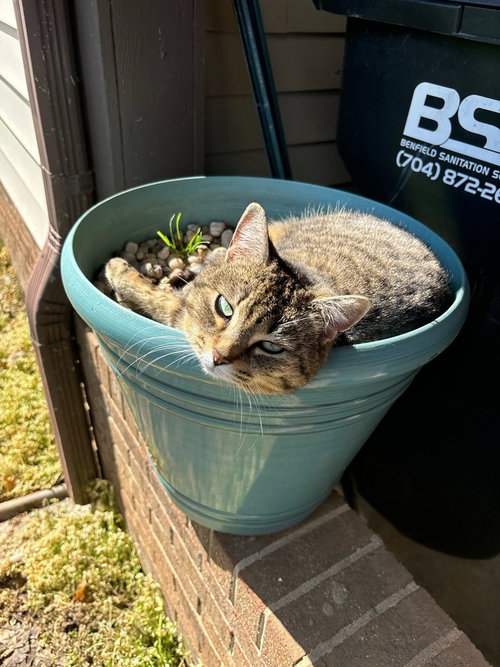 picture of the cat needing adoption