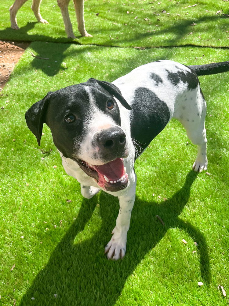 adoptable Dog in Mooresville, NC named Chip