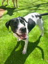 adoptable Dog in mooresville, NC named Chip