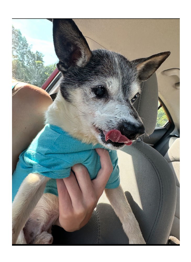 adoptable Dog in Mooresville, NC named Frankie