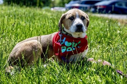 picture of the dog needing adoption