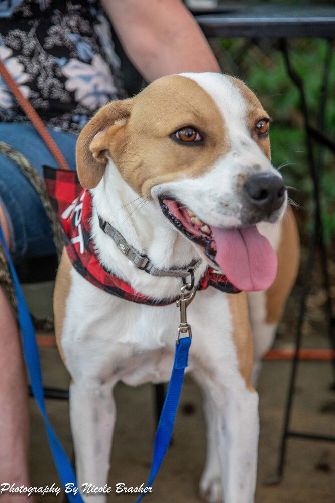 adoptable Dog in Mooresville, NC named Fettuccine