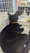 adoptable Cat in mooresville, NC named Sulfer