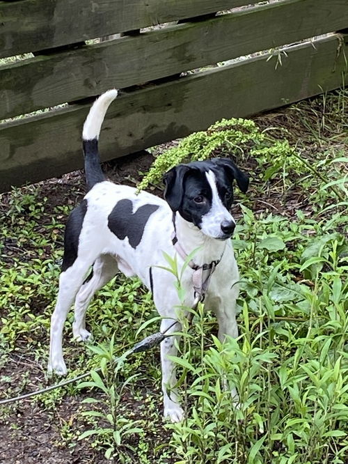picture of the dog needing adoption