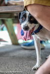 adoptable Dog in  named Buddy (Merrick)