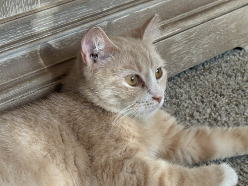 BLOSSOM - Domestic Short Hair available for adoption