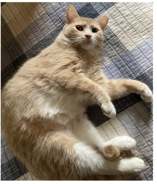 Blossom, Baby Domestic Short Hair / Mixed (short coat), cat for adoption in Hickory, North Carolina