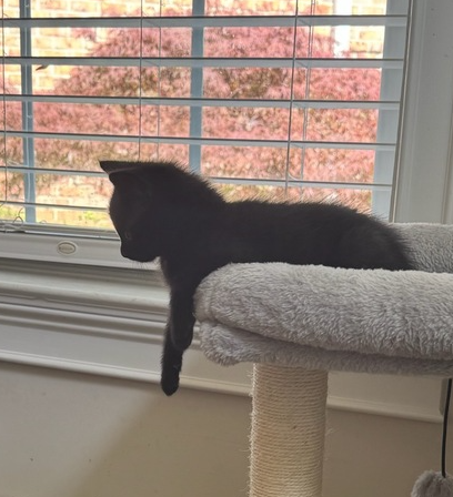 picture of the cat needing adoption