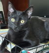 adoptable Cat in mooresville, NC named Betty