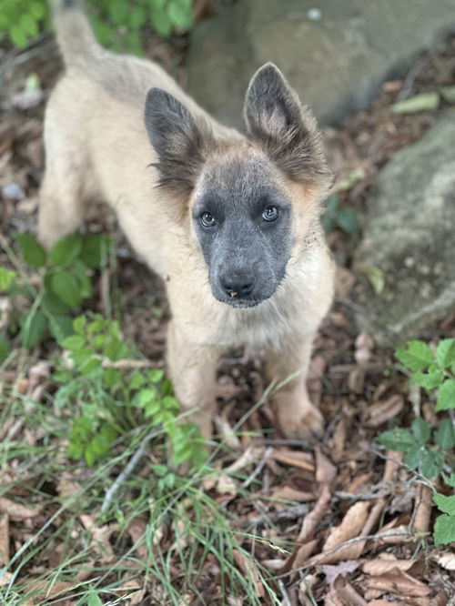 picture of the dog needing adoption