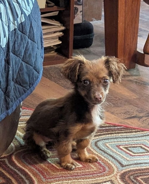 picture of the dog needing adoption