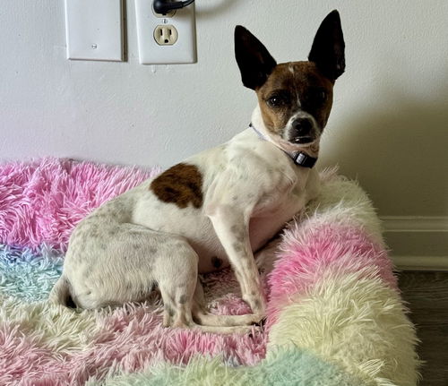 picture of the dog needing adoption