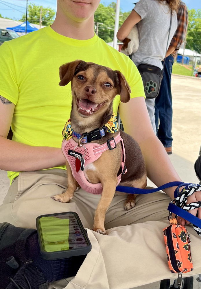 adoptable Dog in Mooresville, NC named Lilith