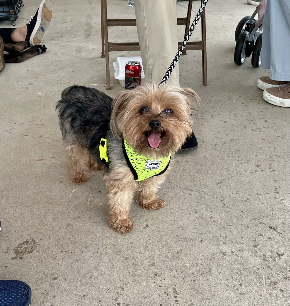 adoptable Dog in Mooresville, NC named Chewie