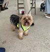 adoptable Dog in mooresville, NC named Chewie
